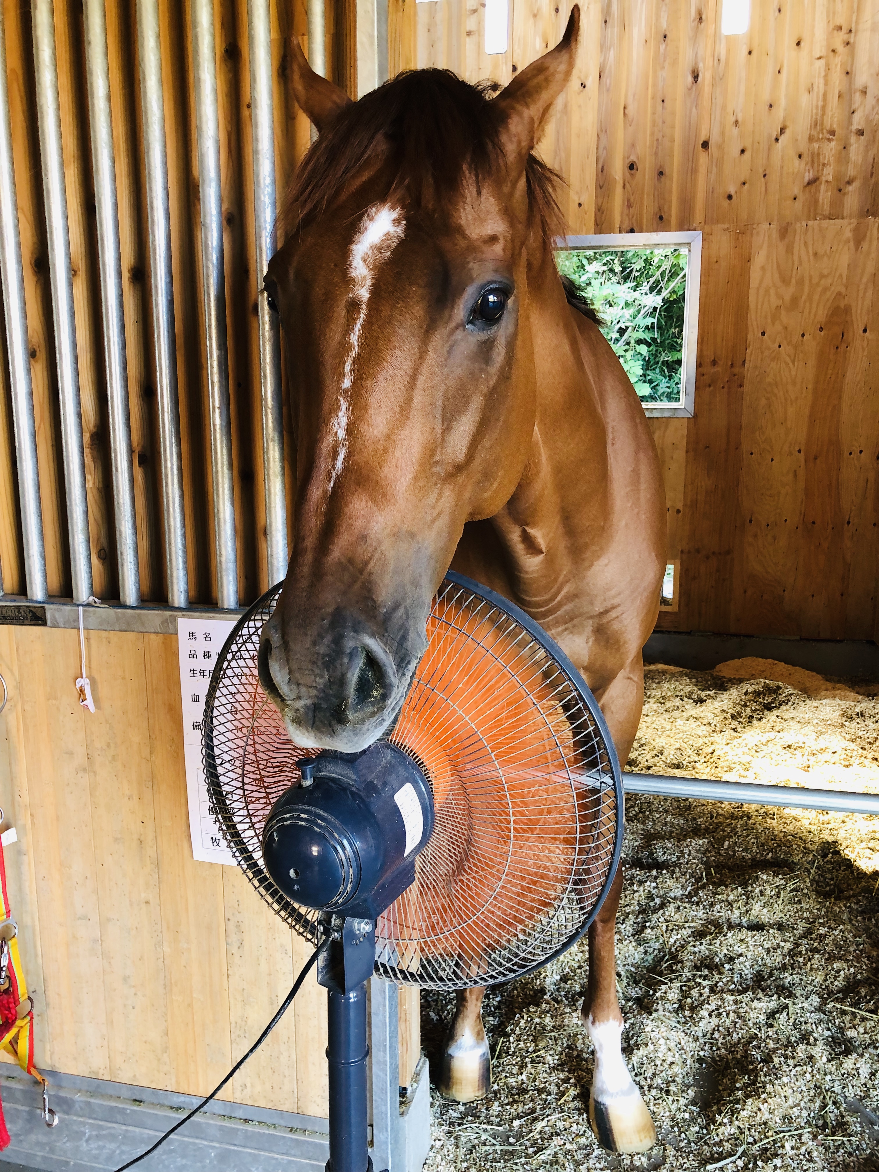 セカンドキャリア　引退競走馬をめぐる旅