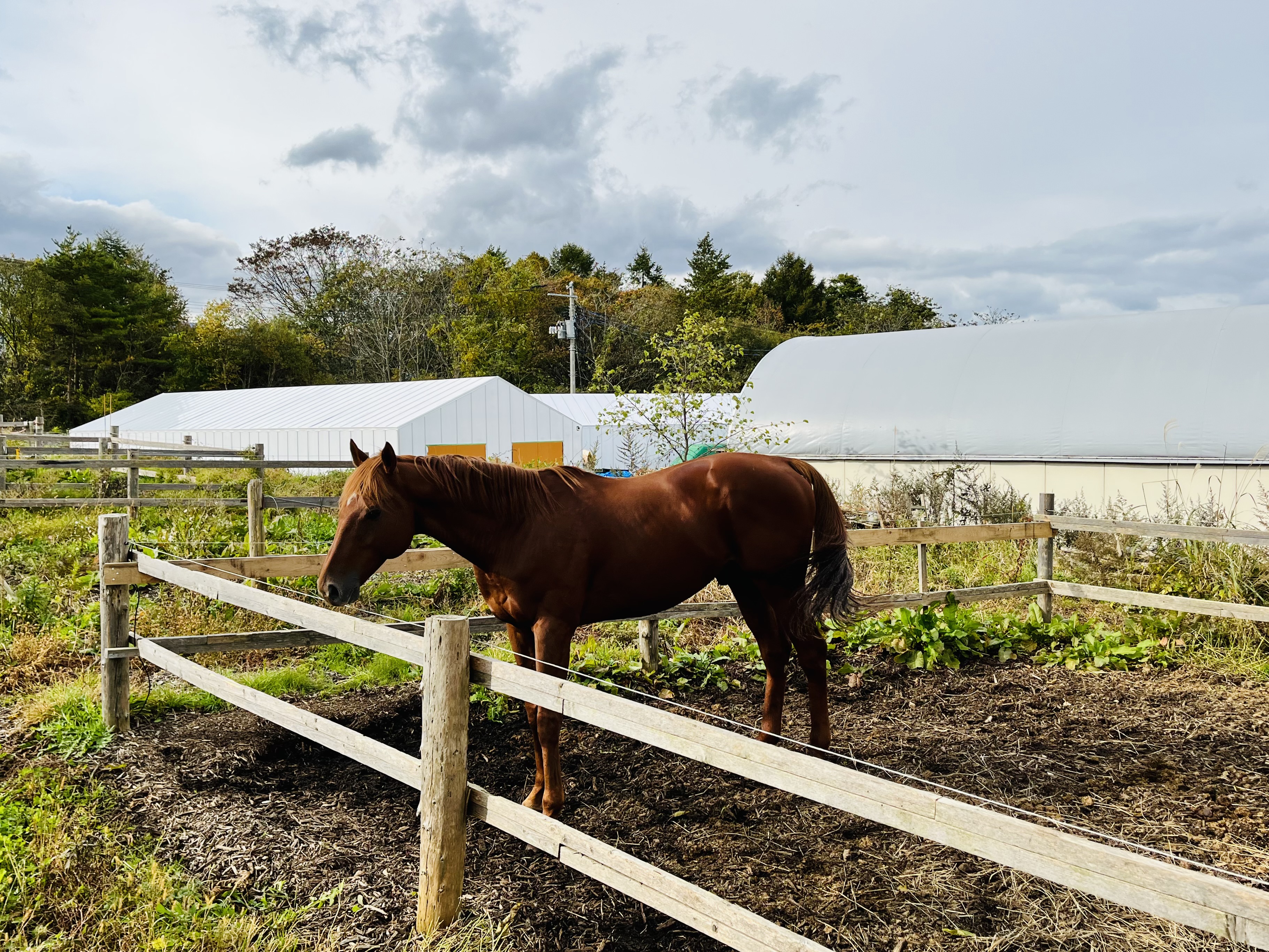 セカンドキャリア　引退競走馬をめぐる旅