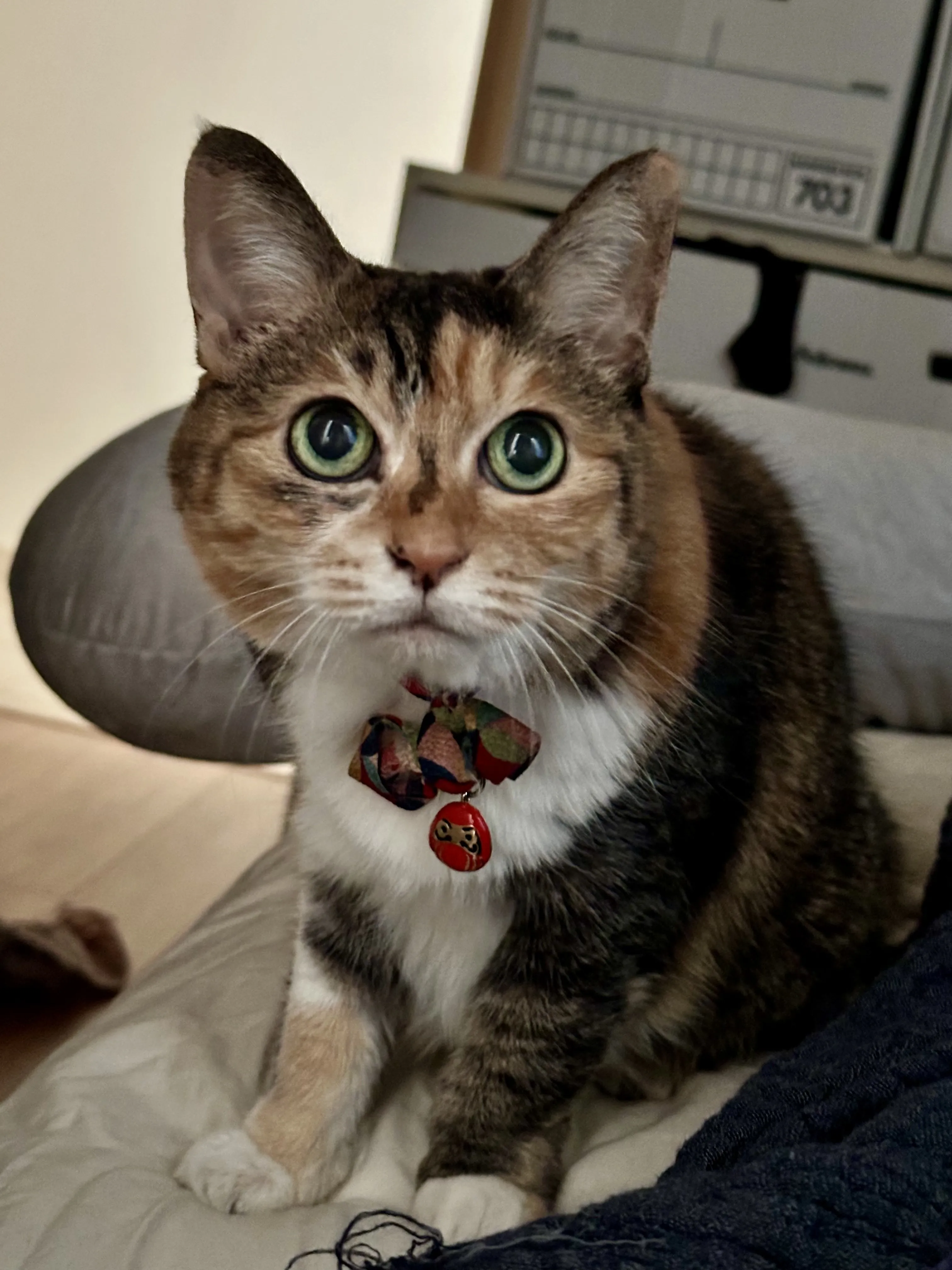 小川哲×赤川学