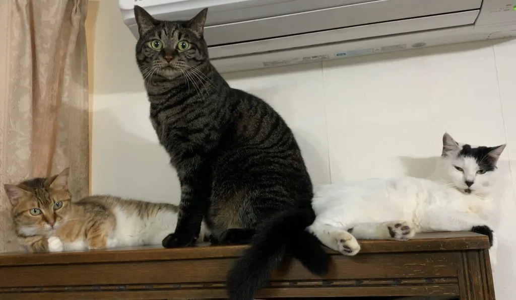 小川哲×赤川学